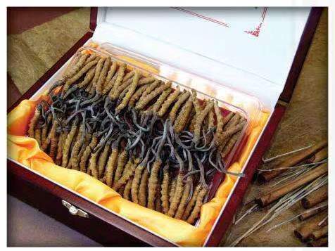 鄯善冬虫夏草回收